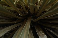 Espeletia boyacensis