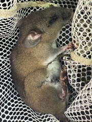 Western Amazonian Oryzomys photo 5