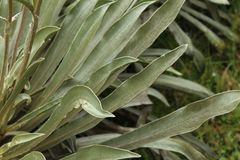 Espeletia boyacensis