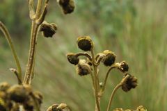 Espeletia boyacensis