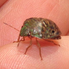 Diolcus chrysorrhoeus