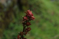 Echeveria bicolor