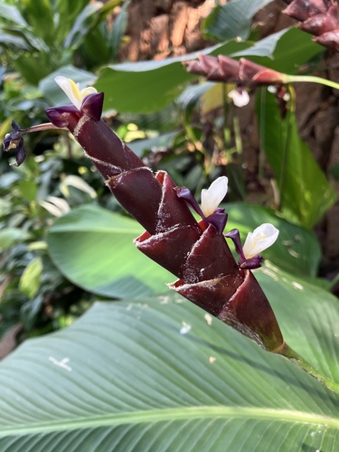 Calathea lutea, 2025-04-15