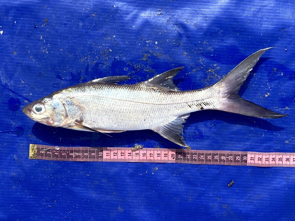 Giant African threadfin (Polydactylus quadrifilis) — Polynemidae