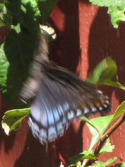Limenitis arthemis astyanax