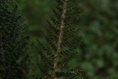 Polystichum orbiculatum image