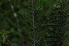 Polystichum orbiculatum