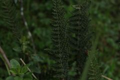Polystichum orbiculatum