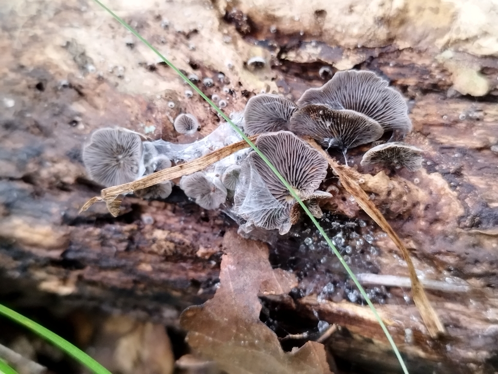 Resupinatus applicatus · April 2025 · photo: © seba_fornes (iNaturalist, cc-by)