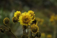 Espeletia boyacensis