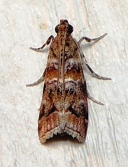 Dioryctria pygmaeella