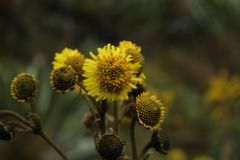 Espeletia boyacensis