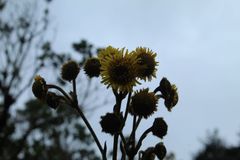 Espeletia boyacensis
