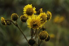 Espeletia boyacensis