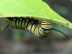 Danaus plexippus