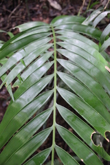 Ceratozamia