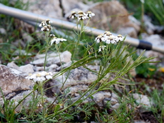 Achillea atrata