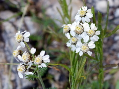 Achillea atrata
