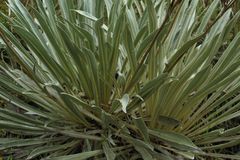 Espeletia boyacensis
