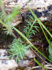 Achillea atrata