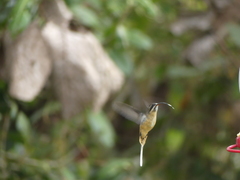 Phaethornis syrmatophorus