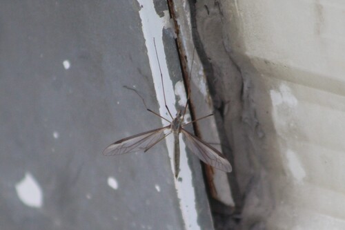 Unknown species found near Caldwell, ID, USA