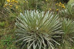 Espeletia boyacensis