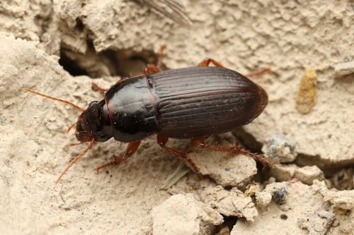Harpalus autumnalis