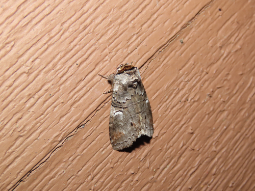 Linden Prominent photo 5