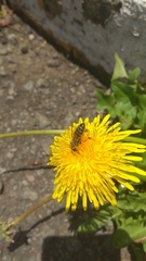 Apis mellifera