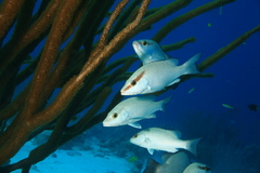 Grey Snapper photo 4