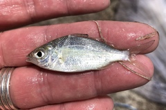 Eucinostomus argenteus