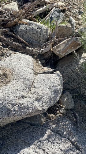iNaturalist observation photo of Spiny Lizards