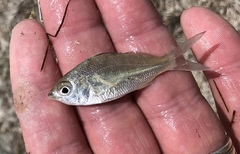 Eucinostomus argenteus