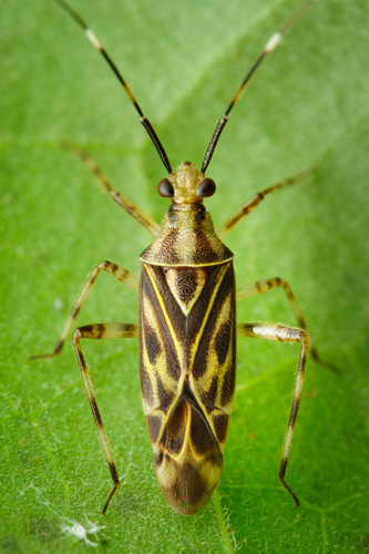 Piasus cribricollis
