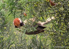 Aegithalos concinnus iredalei