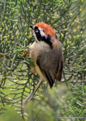 Aegithalos concinnus iredalei