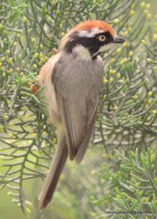 Aegithalos concinnus iredalei