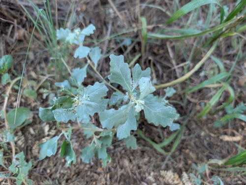 Mueller's saltbush (Atriplex muelleri)