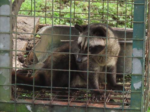 Paradoxurus hermaphroditus