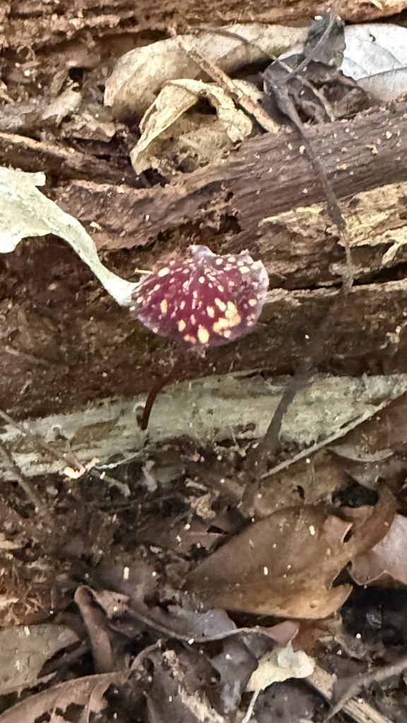 Marasmius amazonicus · April 2025 · photo: © sheylarossi (iNaturalist, cc-by-sa)