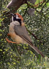 Aegithalos concinnus iredalei