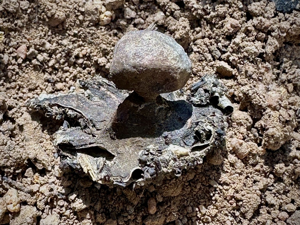 Geastrum sp. 'CA03'