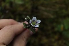 Gentianella corymbosa