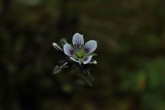 Gentianella corymbosa