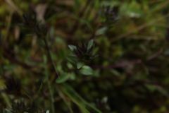 Gentianella corymbosa