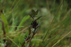 Gentianella corymbosa