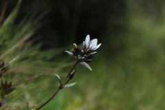 Gentianella corymbosa