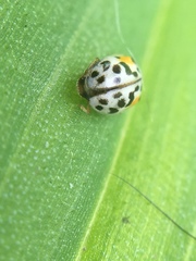 Psyllobora vigintimaculata