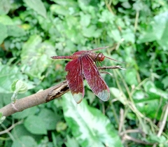 Neurothemis fulvia